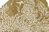 Ordovician Kukersite Oil Shale with Bryozoan Fossils - Russia #369554-1